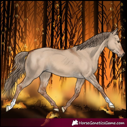 Horse Color:Red Dun