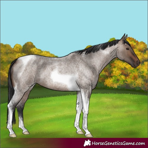 Horse Color:Brown Roan Dun Tobiano 