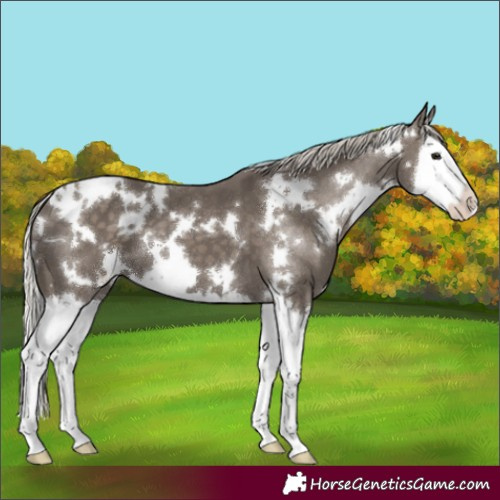Horse Color:White Spotted Silver Smoky Black Splash