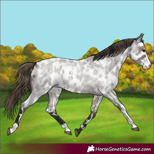 Horse Color:Smoky Grullo Roan Sabino Appaloosa 