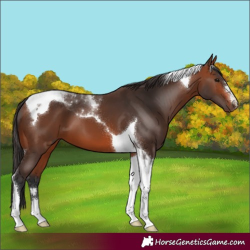 Horse Color:Bay Tobiano