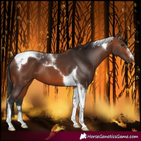 Horse Color:Bay Tobiano