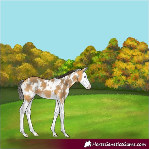 Horse Color:White Spotted Buckskin Splash 