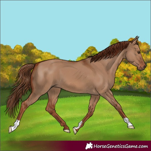Horse Color:Red Dun 