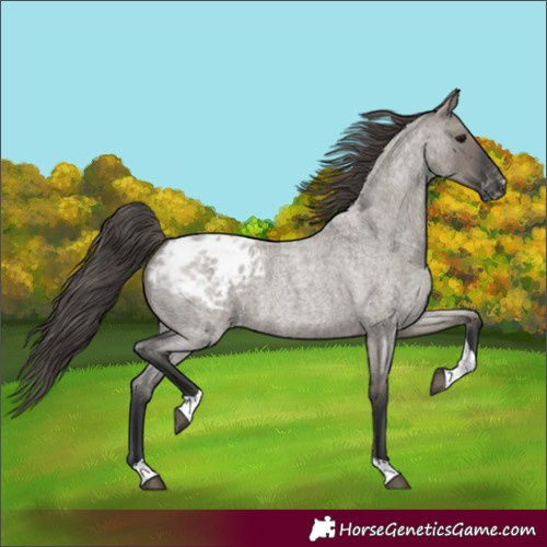 Horse Color:Grullo Roan Tobiano Appaloosa 
