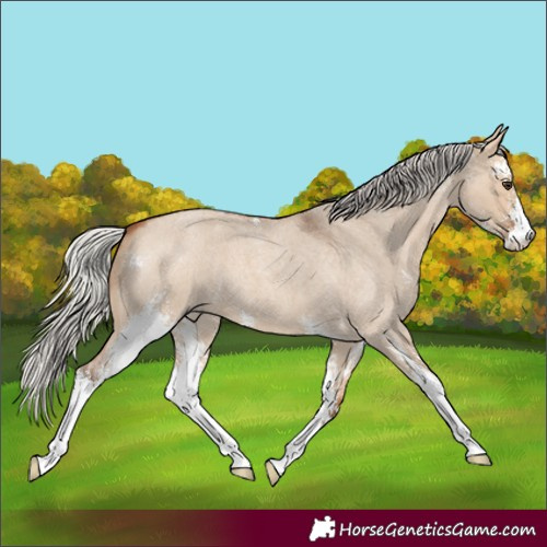 Horse Color:Silver Bay Roan Dun Sabino 