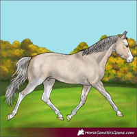 Horse Color:Silver Bay Roan Dun Sabino