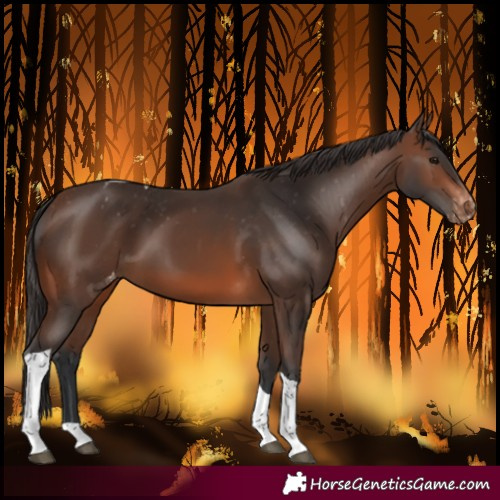 Horse Color:Brown Tobiano Varnish Rabicano 