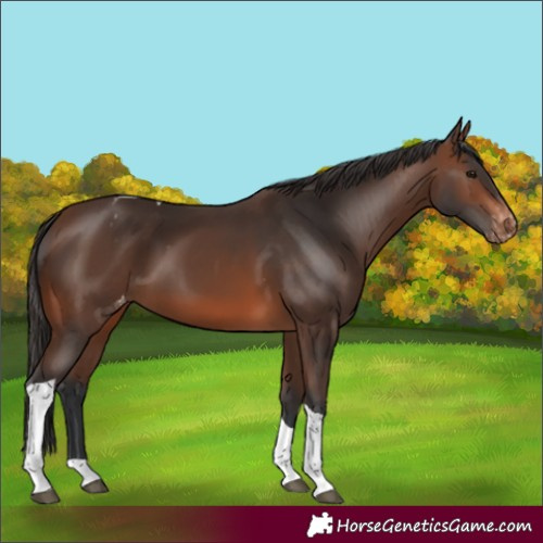 Horse Color:Brown Tobiano Appaloosa Rabicano 