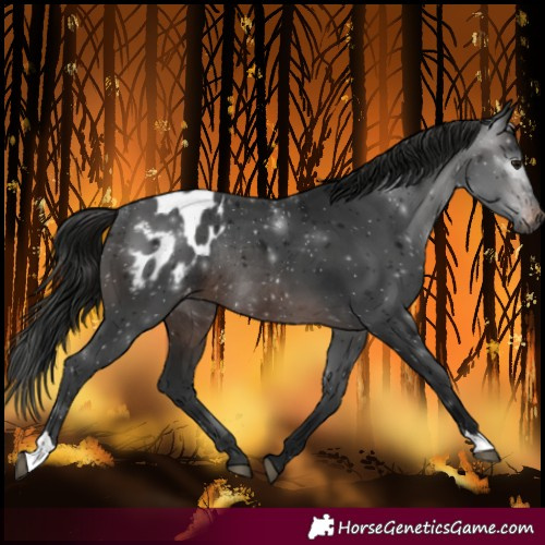 Horse Color:Gray Brown Blanket Rabicano