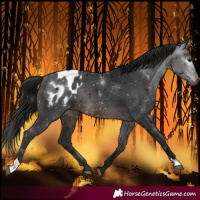 Horse Color:Gray Brown Blanket Rabicano