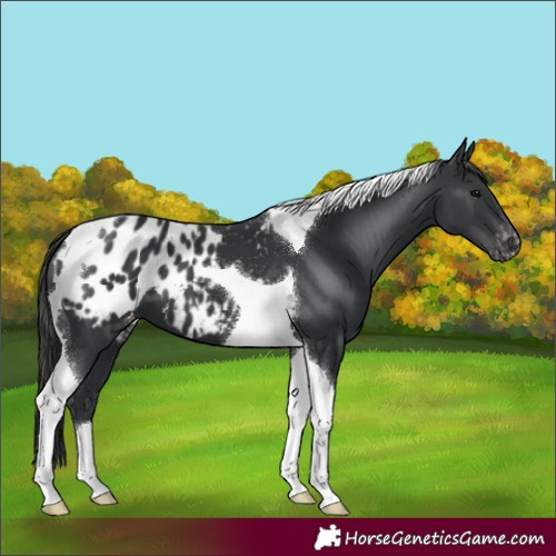 Horse Color:Black Tobiano Appaloosa 