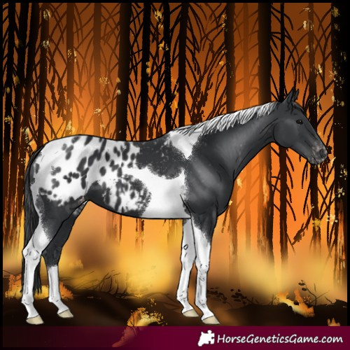 Horse Color:Black Tobiano Blanket