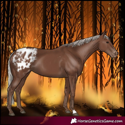 Horse Color:Silver Black Blanket