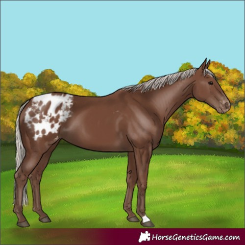 Horse Color:Silver Black Appaloosa