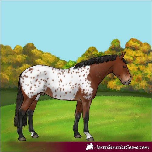 Horse Color:Gray Bay Appaloosa