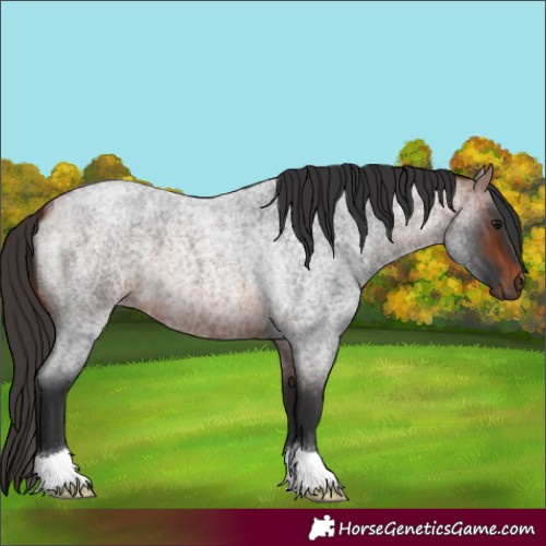 Horse Color:Bay Roan