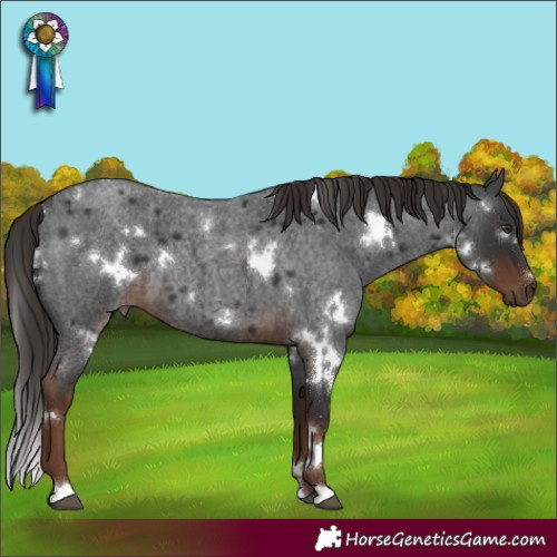 Horse Color:White Spotted Liver Red Roan 