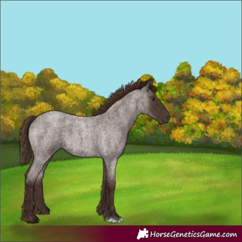 Horse Color:Liver Red Roan 