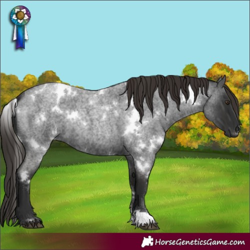 Horse Color:White Spotted Liver Red Roan 