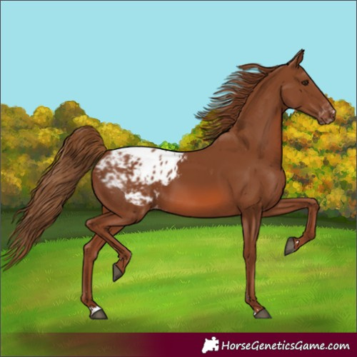 Horse Color:Chestnut Appaloosa 