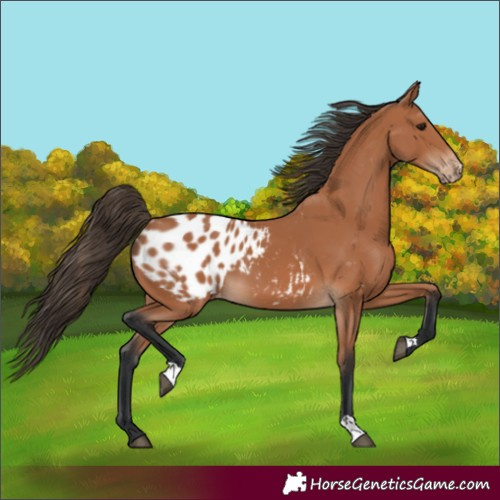 Horse Color:Bay Appaloosa 