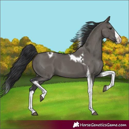 Horse Color:Grullo Splash Tobiano