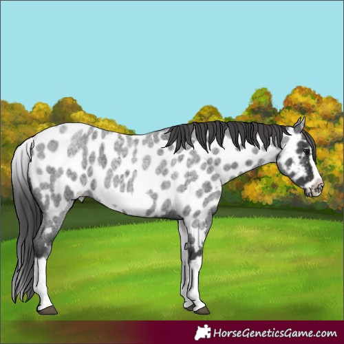 Horse Color:White Spotted Blue Roan Splash Frame Appaloosa