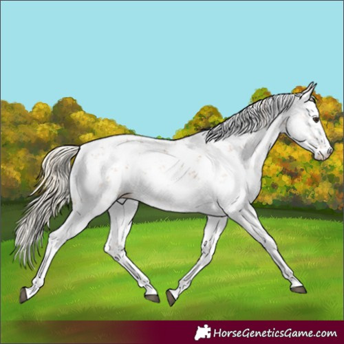 Horse Color:Chestnut Sabino