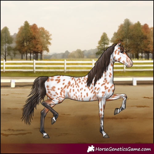 Horse Color:Bay Appaloosa