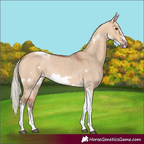 Horse Color:Silver Bay Dun Sabino Tobiano Frame Rabicano