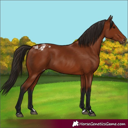 Horse Color:Gray Bay Appaloosa