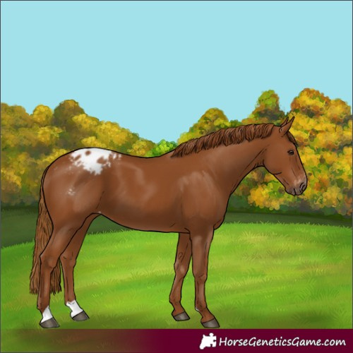 Horse Color:Gray Chestnut Varnish 