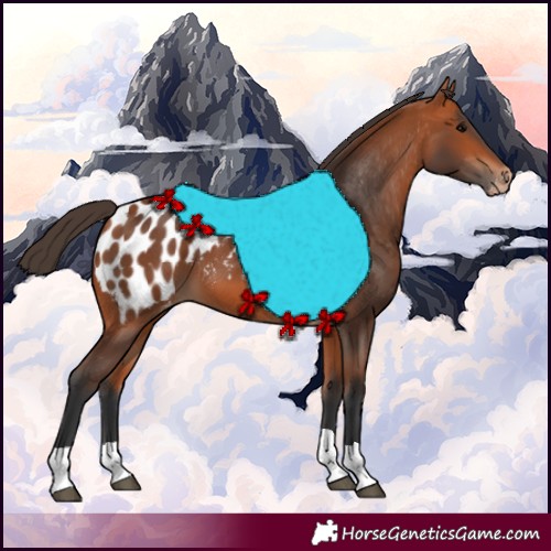 Horse Color:Bay Appaloosa
