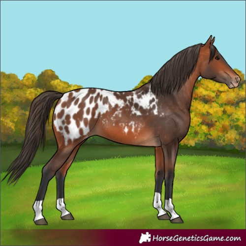 Horse Color:Bay Appaloosa