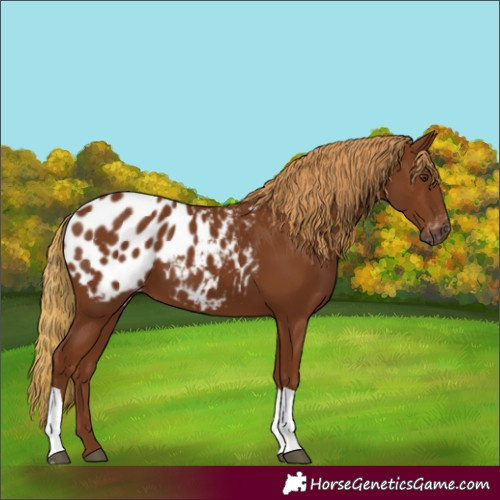 Horse Color:Gray Chestnut Blanket