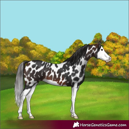 Horse Color:Brown Splash Near Leopard