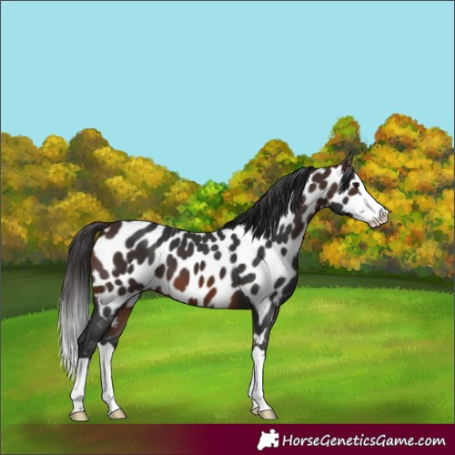 Horse Color:Brown Splash Near Leopard 