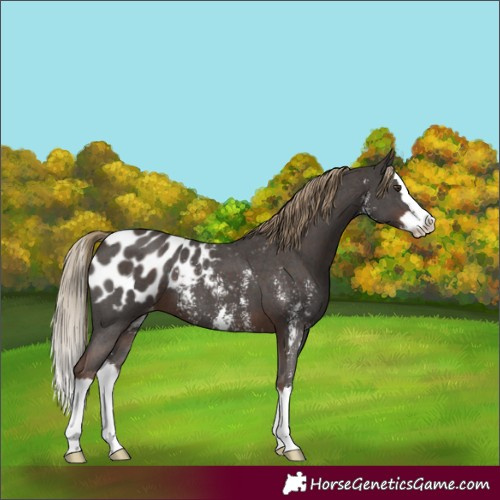Horse Color:Liver Chestnut Sabino Splash Blanket