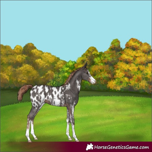 Horse Color:Liver Chestnut Sabino Appaloosa 