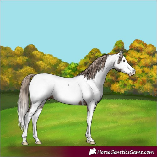 Horse Color:Liver Chestnut Sabino Splash Appaloosa