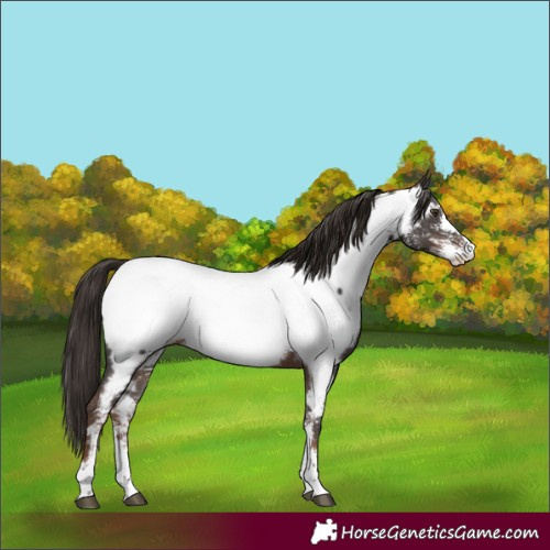 Horse Color:Liver Chestnut Sabino Near Fewspot 