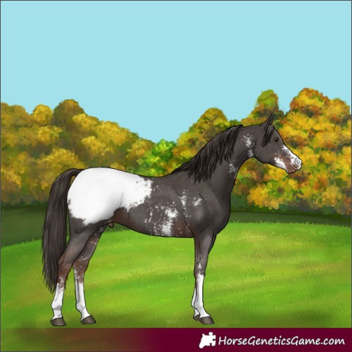 Horse Color:Liver Chestnut Sabino Appaloosa