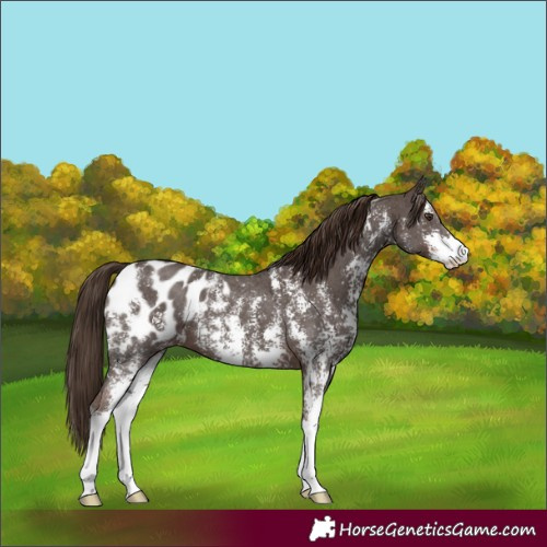 Horse Color:Liver Chestnut Sabino Blanket