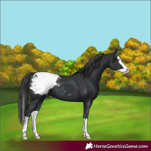 Horse Color:Black Splash Appaloosa