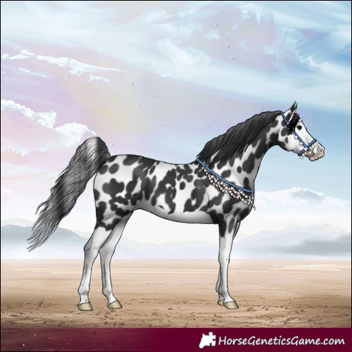 Horse Color:Black Splash Leopard