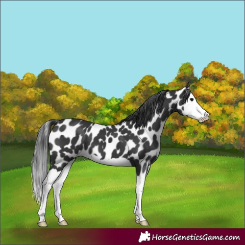 Horse Color:Black Splash Appaloosa 