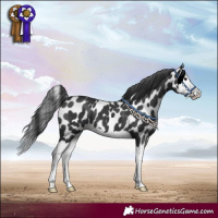 Horse Color:Black Splash Leopard 