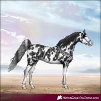 Horse Color:Black Splash Leopard 