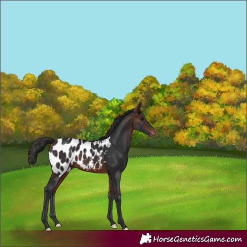 Horse Color:Brown Appaloosa 